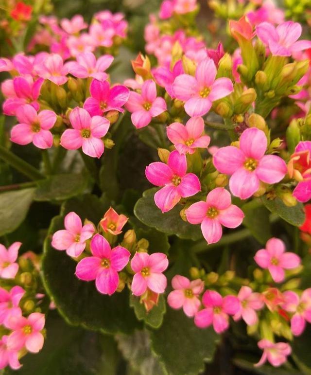 养花浇2种“肥水”，越养越茂盛，开花朵朵艳！