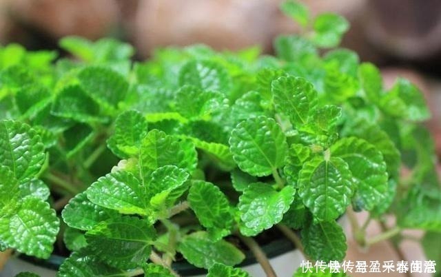 叶片|家里养盆这个花,全身上下带“香气”,能吃能泡茶,驱虫小清新!