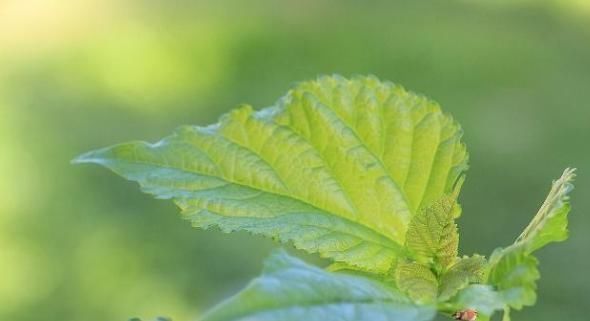 粘度|人到中年,血液粘稠该怎么办?用此物泡水喝,可有助于预防血栓