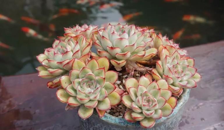 花友|“干养”多肉,需要掌握住哪些小技巧?