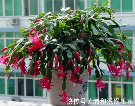 养殖蟹爪兰，做好4点，冬日开花叶子比花多