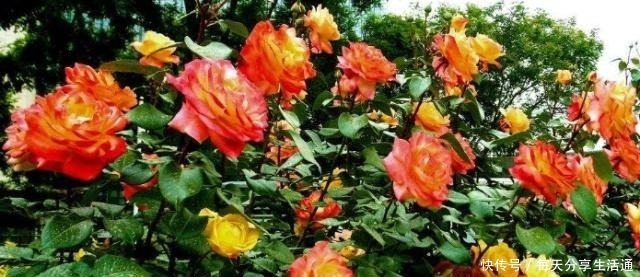 米兰花|这4种花香到让人怀疑人生，室内放一盆，满屋都是清香味！
