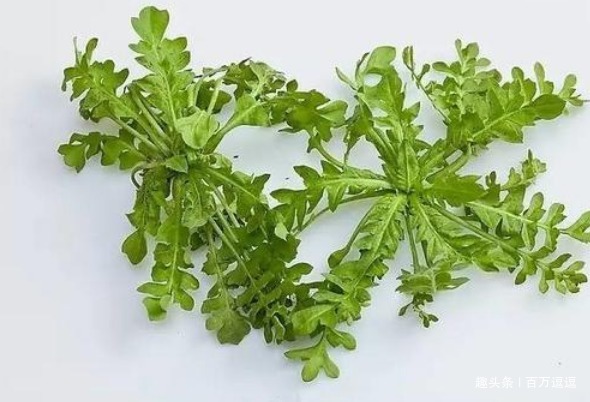 灰灰菜|“免费的天然钙片”，孩子常吃个子长得快！牛奶鸡蛋都比不上