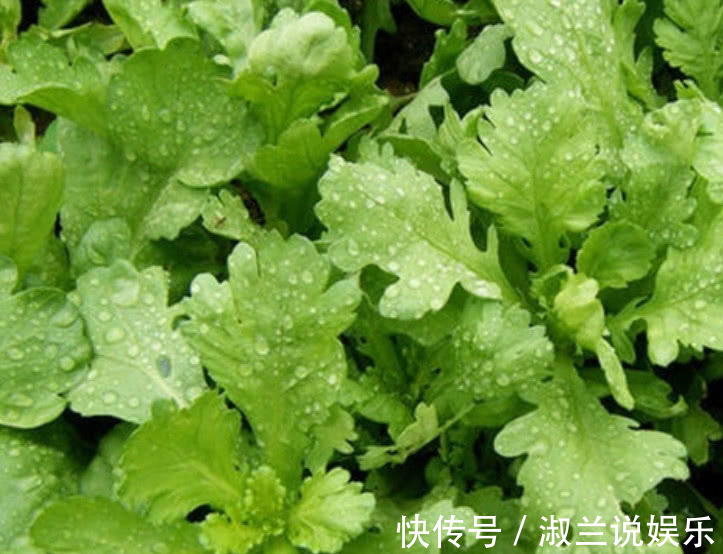 鸭脚板|这野菜叫做“鸭脚板”爽口清脆比白菜好吃,城里人想吃得靠运气
