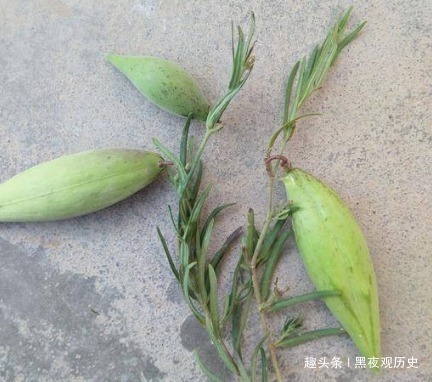 蛋白质含量|田间一种野草“地梢瓜”,曾经不被人重视,却不知全身上下都是宝