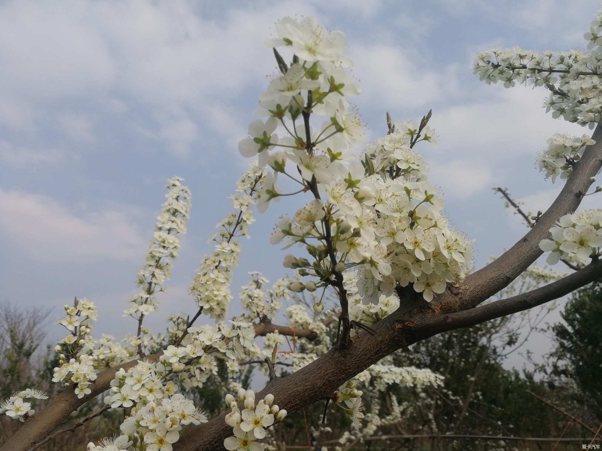 犹如|不负春光，乡村赏花