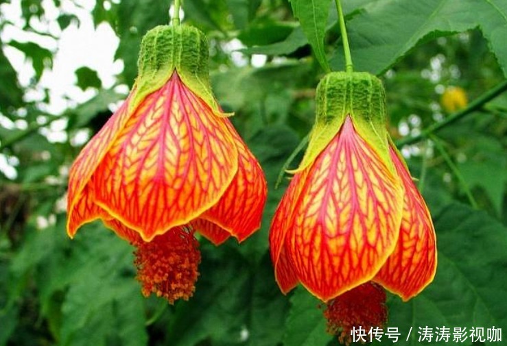 长寿|3种“富贵花”,添福添贵添好运,家里养一盆,招财又纳福!