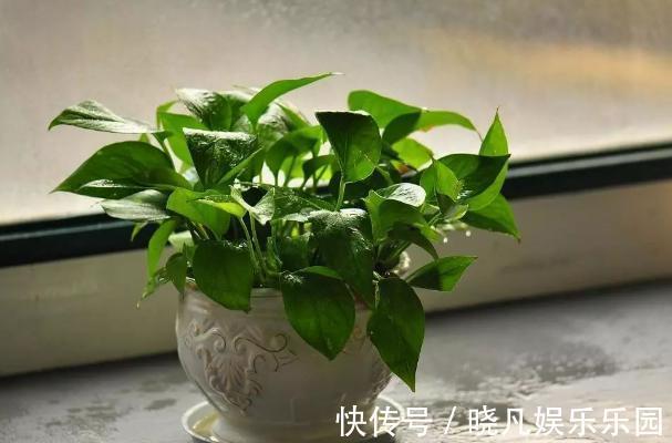 卧室|卧室养花不了解这些,随意盆栽可能会引发失眠、没精神、一身病