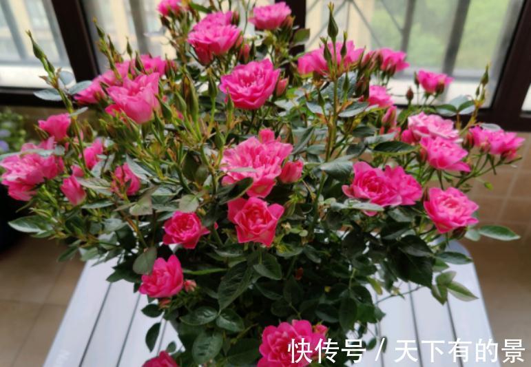 此花号称“开花机器”，居家盆栽牢记4点，开花繁殖能力特强
