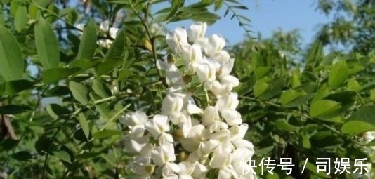 槐树|乡下一种树浑身是宝,一斤花朵20块,营养价值丰富,价值珍贵