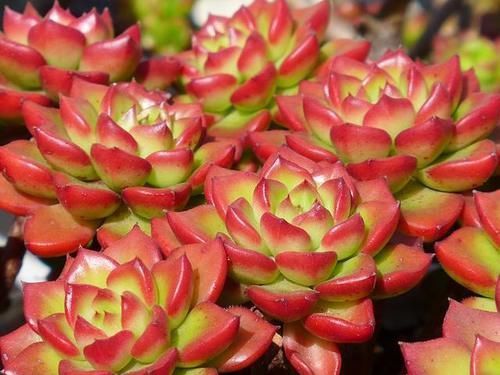 锦晃星|如果有露养的条件,别错过这5款多肉,出了状态红似火漂亮极了