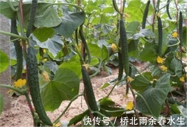 这几种菜的生长离不开农药，吃的时候要注意！