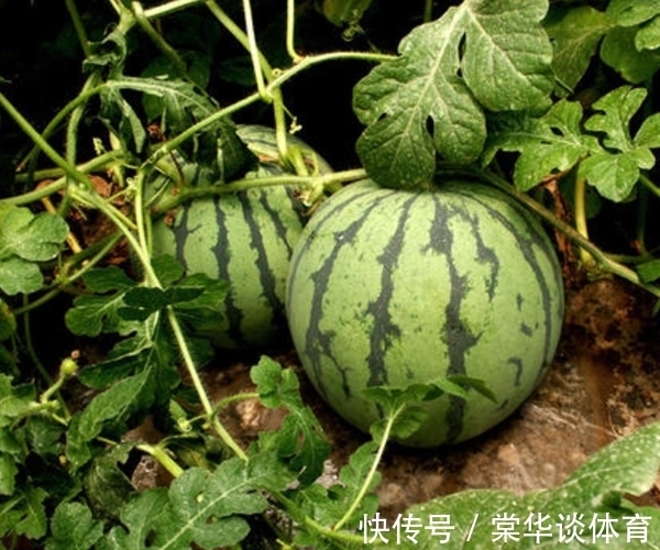 挑西瓜别再用手拍了,老瓜农告诉你3个方法,保证皮薄多汁又甜!