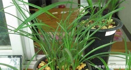 方法|兰花盆土加点“万能肥料”,用对方法,可能真的10年不需要施肥