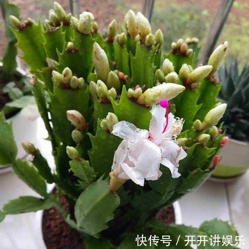 蟹爪兰烂根了,不用嫁接,盆里放2样东西,10年不烂根