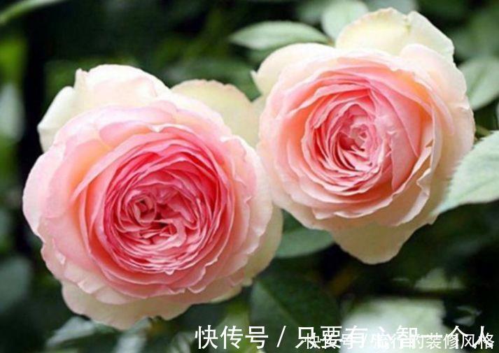 草花谱|4种花颜值超高,美不胜收,谁见了都想养,枝头花苞满