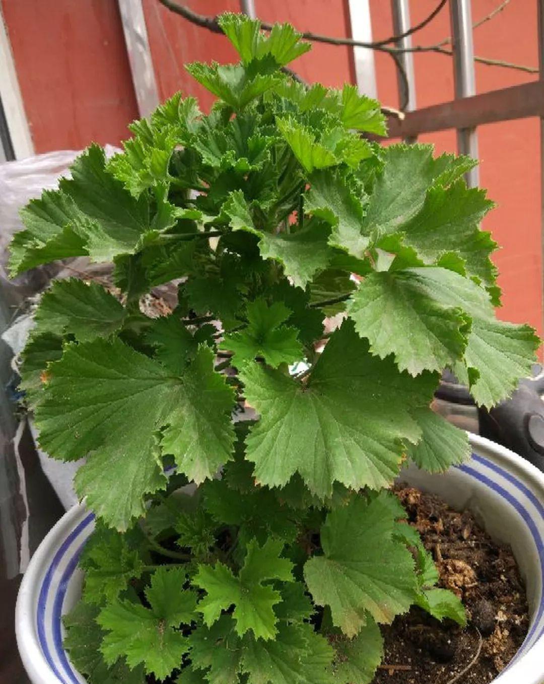 这花真便宜，100块买了一阳台，爆花多得看不见叶子