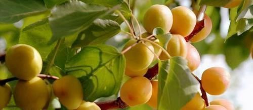 穴位|脚底艾灸,你以为只是祛寒?看后令人震惊,要告诉全家人!