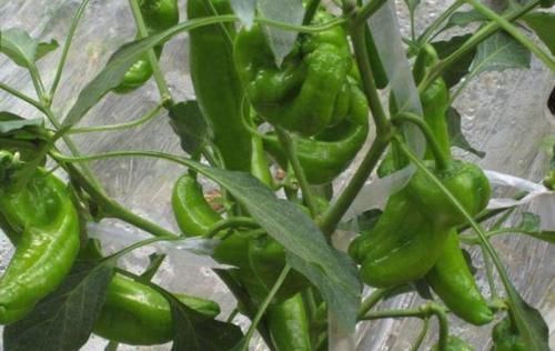 清热解毒|聪明人都爱吃以下食物,清热解毒,延缓衰老,明目清心