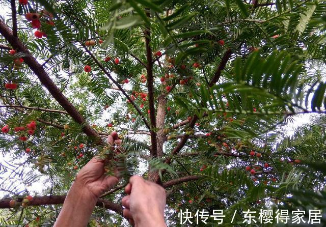授粉|红豆杉只开花不结果,只要找准原因及时解决,满树结满红果果