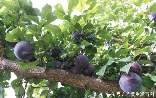 品种|黑布林是一种引进于美国的水果,一斤14元,真是转基因水果?