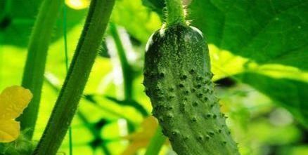 排毒养颜|女性要坚持吃3种食物，排毒养颜，改善体质，早吃早健康