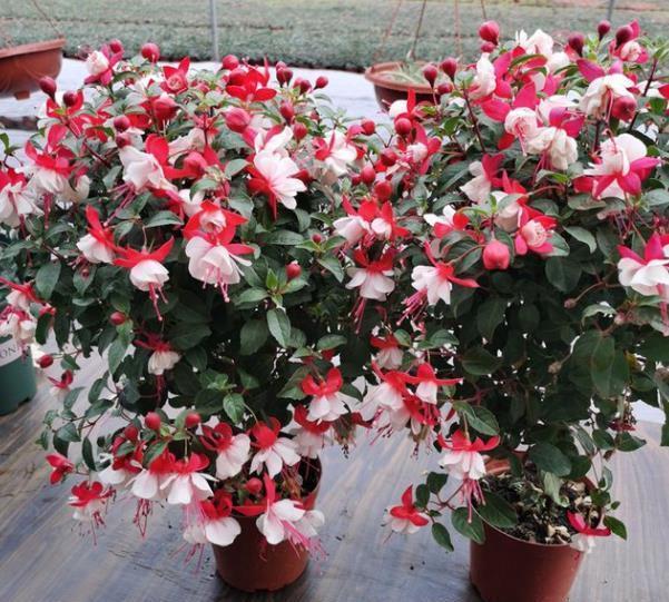 适合家庭养护的10种花,入冬了要注意保暖,不然冻伤了真可惜