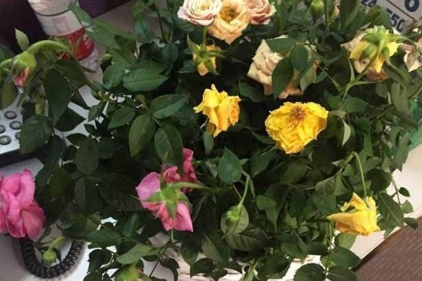 新手月季种植手册，修剪、病害防治等教程，种月季不再难