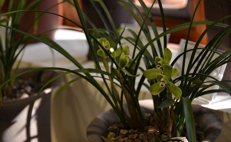 你还在花钱买兰花，农村山里的兰花漂亮又好养，全年都开花