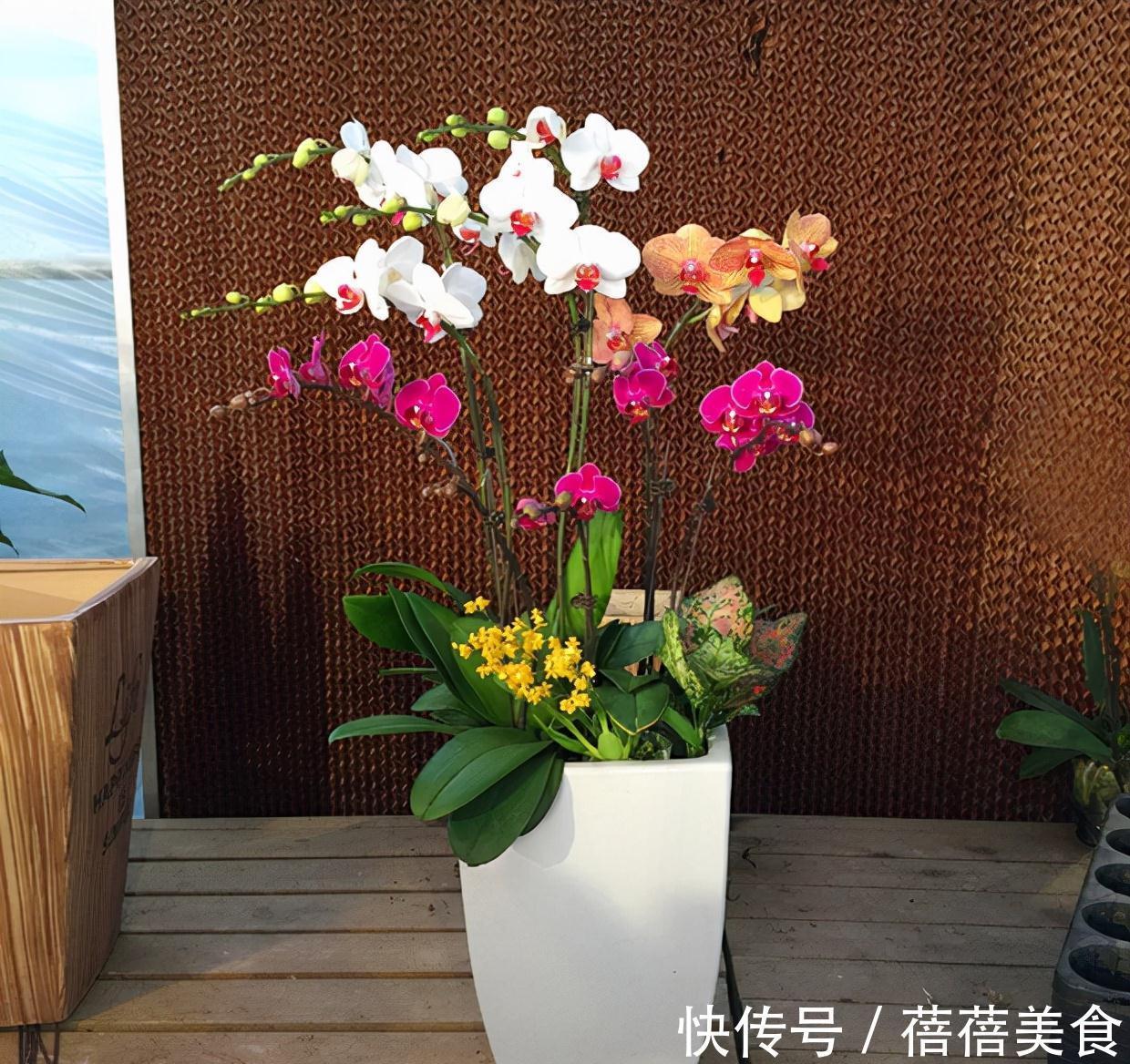 19种常见花“耐寒能力”一览表,天冷要不要“入室”,看看就知道