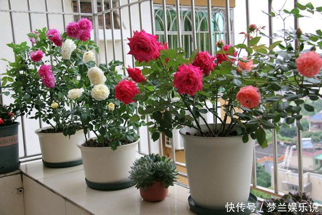 月季“扦插”活不了?老花友教你方法,枝条就能活