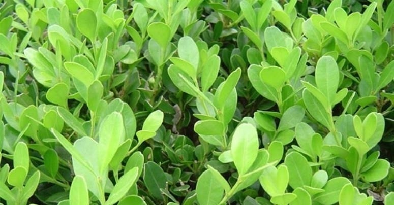 山上这种老“树桩”,遇见请捡回家,养上三、五年,价值翻几翻