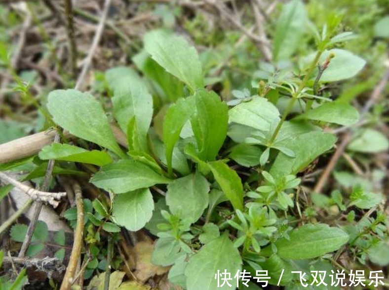 功效|农村这种喂猪的野草,能防癌抗癌,清热解毒,凉血止血,你认识吗