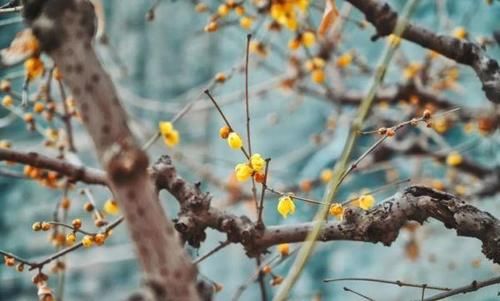 珠珠|花期正好!趵突泉畔的玉兰蜡梅绽放啦!喜气洋洋迎新春!