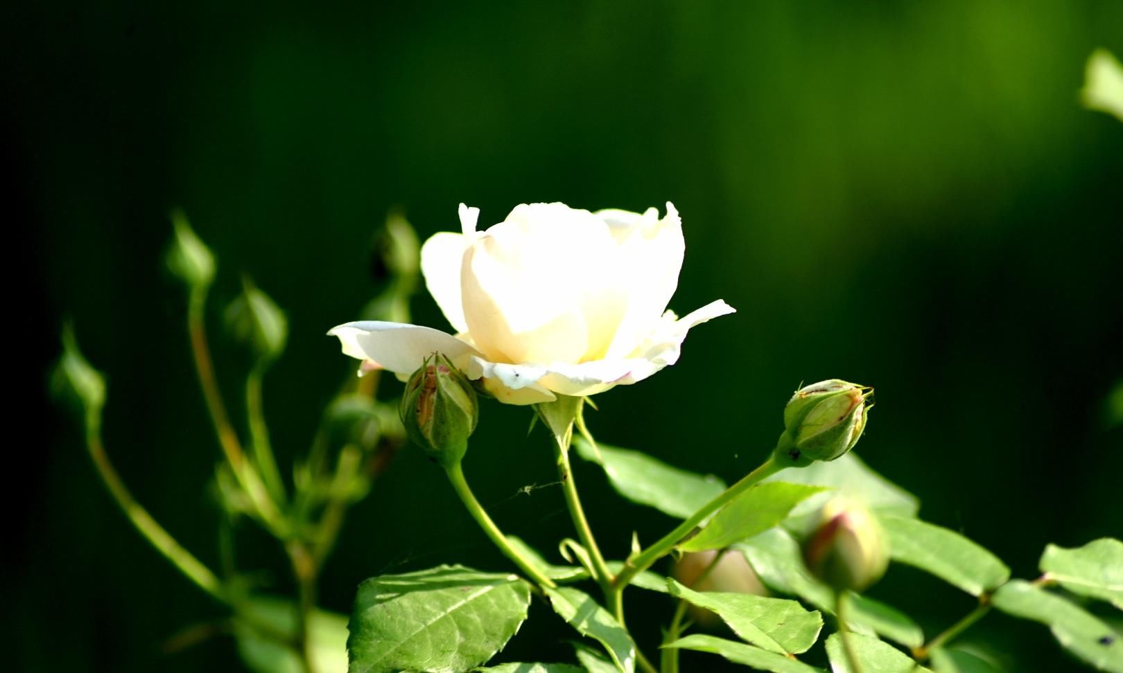 樱花退去月季来，“花堤柳岸”花盛开（二）