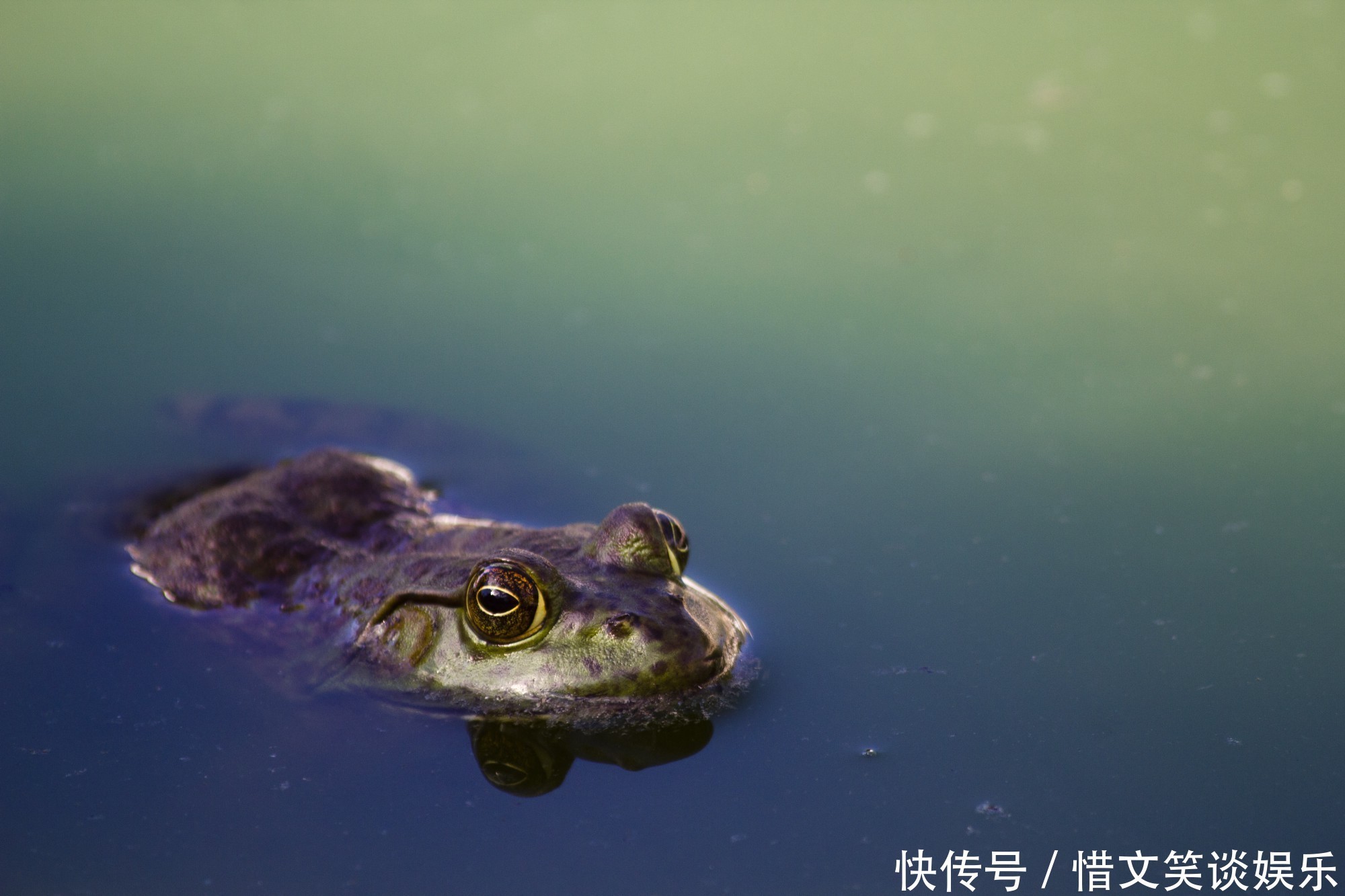 磁性 把人放进强磁场中会怎样？科学家用青蛙做实验，得到一只反重力蛙