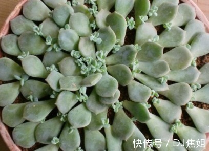 小妙招|多肉白牡丹如何叶插才能越长越旺盛 这三个小妙招送给你