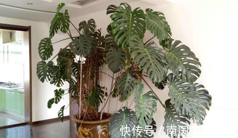 花友|家庭盆栽的龟背竹，看着精神萎靡、瘦瘦小小？有3处做错了