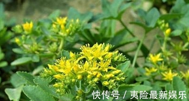 保健|农村这种药食两用的野草,常吃能降三高,对人体心脏有保健作用