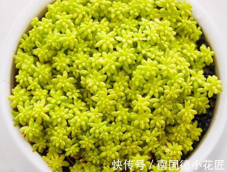 黄金万两|白露后，盆栽多肉选这3样，好养漂亮，常搁家里还能招财