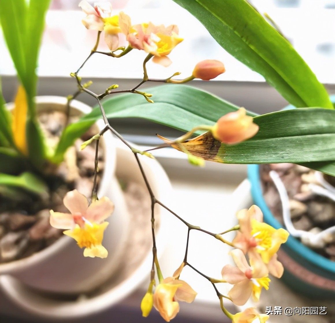 比兰花还高档的文心兰，现在养一盆，年底就开花，花香味很浓