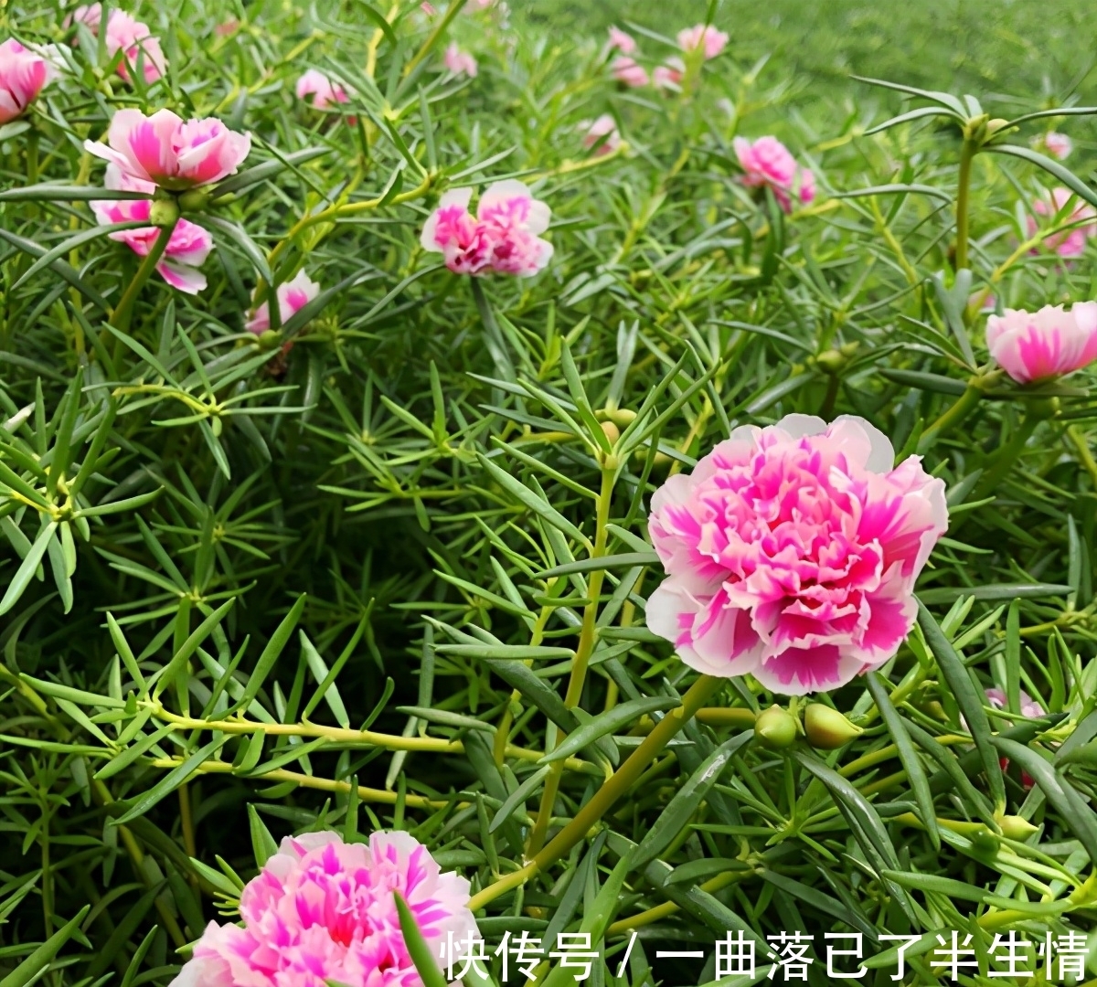 6种公认好养的懒人花,你家有几种,养护需要注意什么?