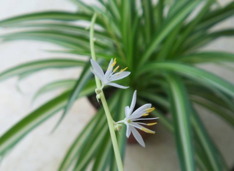 上档次|适合在屋里养的4种花,吉祥又上档次,最重要的是对身体好