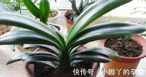 君子兰长得慢，不抽花箭，离不开2个原因，这些你做对了吗