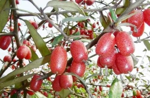 有种长在树上的“圣女果”更好吃,治咳嗽、防哮喘,胜过止咳药