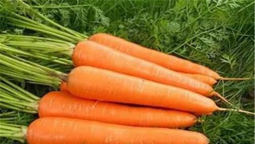 微量元素|今天才知道，胡萝卜不能乱吃，记住5点，才会越吃越健康