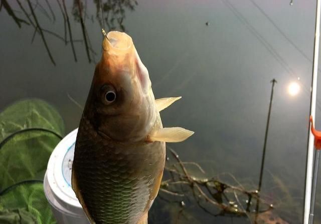 步骤|野钓千万别着急下竿,先做好这几个步骤,才能保证渔获告别空军