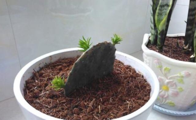 窍门|培育仙人掌有“窍门”,扦插一年1米高,嫁接多层蟹爪兰特别好!