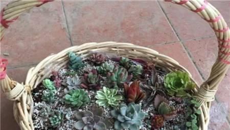 养花|除了花盆之外，这些东西也是绝佳的养花神器，你用过吗？