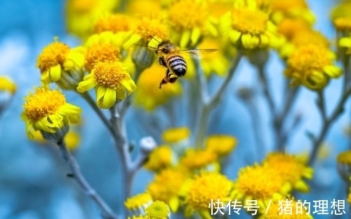 疾厄宫|年前桃花运超旺，财运大旺，事业一马平川，福多财多的生肖